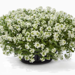 Лобулярия приморская (Алиссум) Вондерленд Вайт