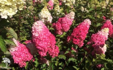 Фото Гортензия метельчатая Фрейз Мельба