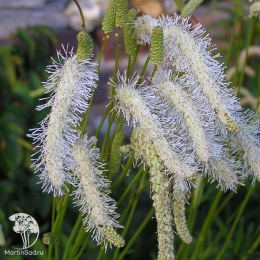 Кровохлебка Обтуза Альба