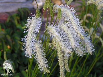 Фото Кровохлебка Обтуза Альба