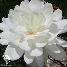 Магнолия лебнера Вайлдкэт