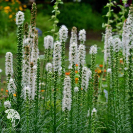 Лиатрис колосковый Флористан Вэйс
