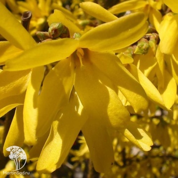Фото Форзиция промежуточная Спектабилис