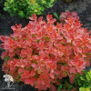 Барбарис Тунберга (Berberis thunbergii) фото 2 