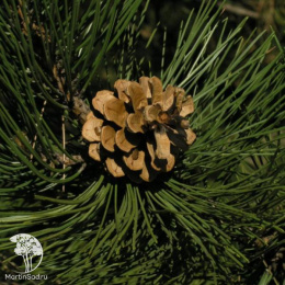 Сосна чёрная 200 см