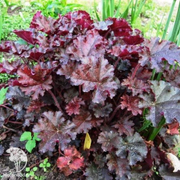 Сверхвыгодный микс! Гейхера Кримсон Керлс + Гейхера Принц + Гейхера Зиппер