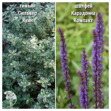 Фото Набор для мяса тимьян Сильвер Куин + шалфей Карадонна Компакт