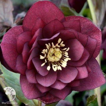 Фото Морозник восточный Дабл Элен Ред