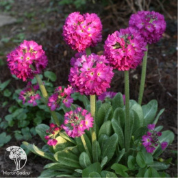 Примула мелкозубчатая Пинк