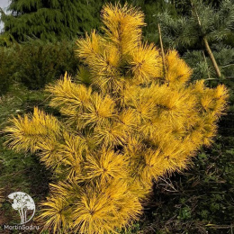 Сосна обыкновенная Волтингс Голд