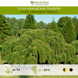 Тсуга канадская Пендула