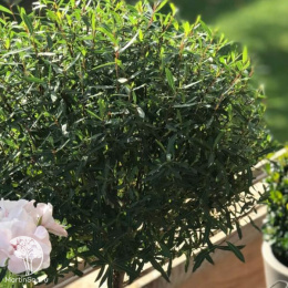 Ива пурпурная Нана на штамбе