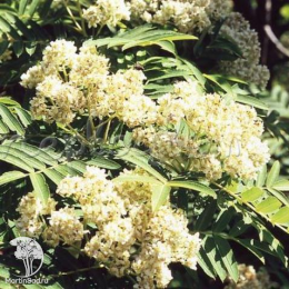 Рябина двухцветная