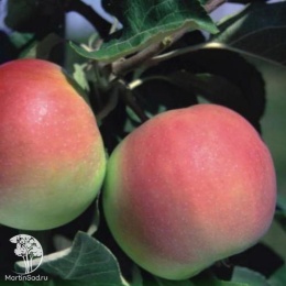 Яблоня Женева