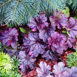 Гейхера Миднайт Роуз Селект