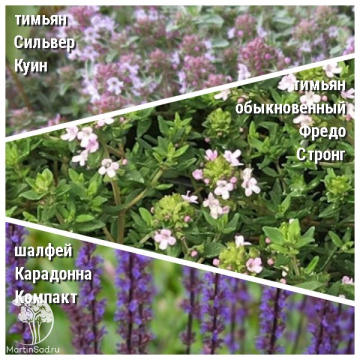 Фото Набор для мяса тимьян Сильвер Куин + тимьян Фредо Стронг + шалфей Карадонна Компакт