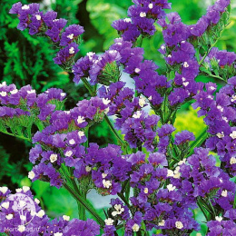 Статице Гжель (выемчатый, лилово-лавандовый) Евро