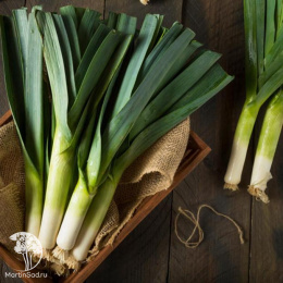 Лук порей Элефант