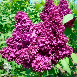 Сирень обыкновенная Индия