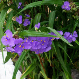 Традесканция Андерсона Барбел