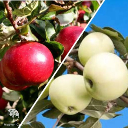 Яблоня гибрид Красное раннее + Белый налив