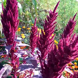 Амарант Вишневый джем (метельчатый)