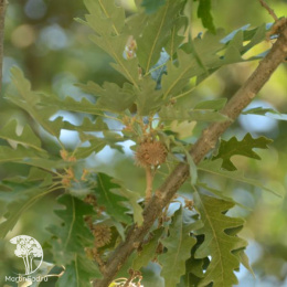 Дуб австрийский Quercus cerris