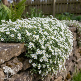 Аубриета культурная Регадо Уайт