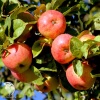 Яблоня гибрид Яблочный спас с яблоней Медуница фото 1 