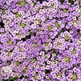 Лобулярия приморская (Алиссум) Вондерленд Блю