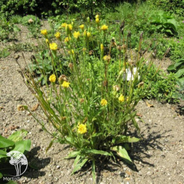 Скорцонера Лечебный