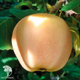 Яблоня Розовый Жемчуг