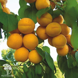 Абрикос Погремок