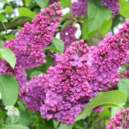 Сирень обыкновенная Чарльз Джоли на штамбе