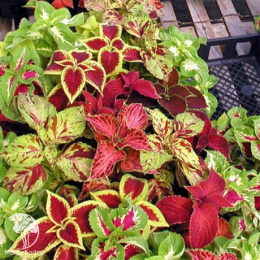 Колеус блюме Волшебник, смесь окрасок