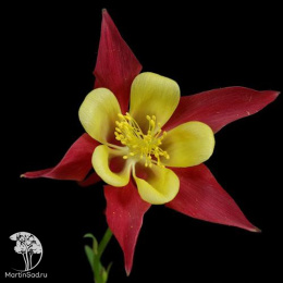 Аквилегия гибридная Хэйлодженсис Рот Голд