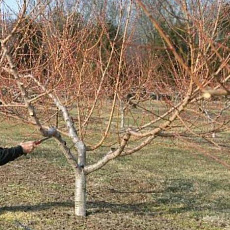 Фото Омолаживающая обрезка плодового дерева