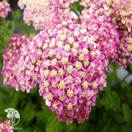 Achillea millefolium Desert Eve Deep Rose Тысячелистник обыкновенный Десерт Эве Дип Роуз