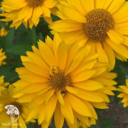 Гелиопсис Саммер сан (вид шероховатый, желтый)