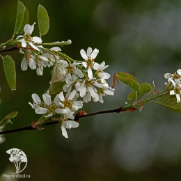 Ирга колосистая