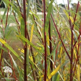 Ива пурпурная Хоуки