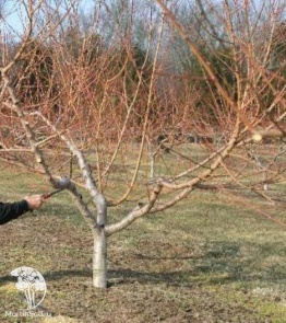 Фото Омолаживающая обрезка плодового дерева