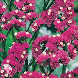 Статице Вересковый сад (вид: выемчатый, густо-розовый)