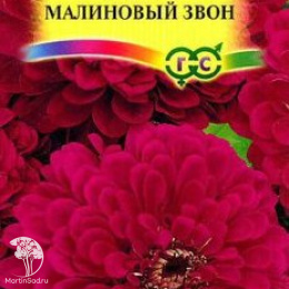 Цинния Малиновый звон