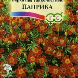 Бархатцы тонколист. Паприка (Тагетес) 