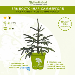 Ель восточная Саммерголд