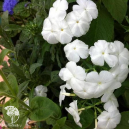 Флокс друммонда крупноцветковый Пина колада