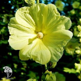 Мальва жёлтая