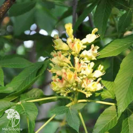 Каштан арнольда