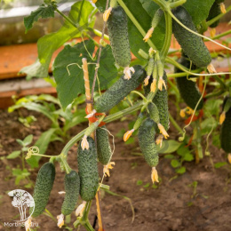 Огурец партенокарпический Бинго F1